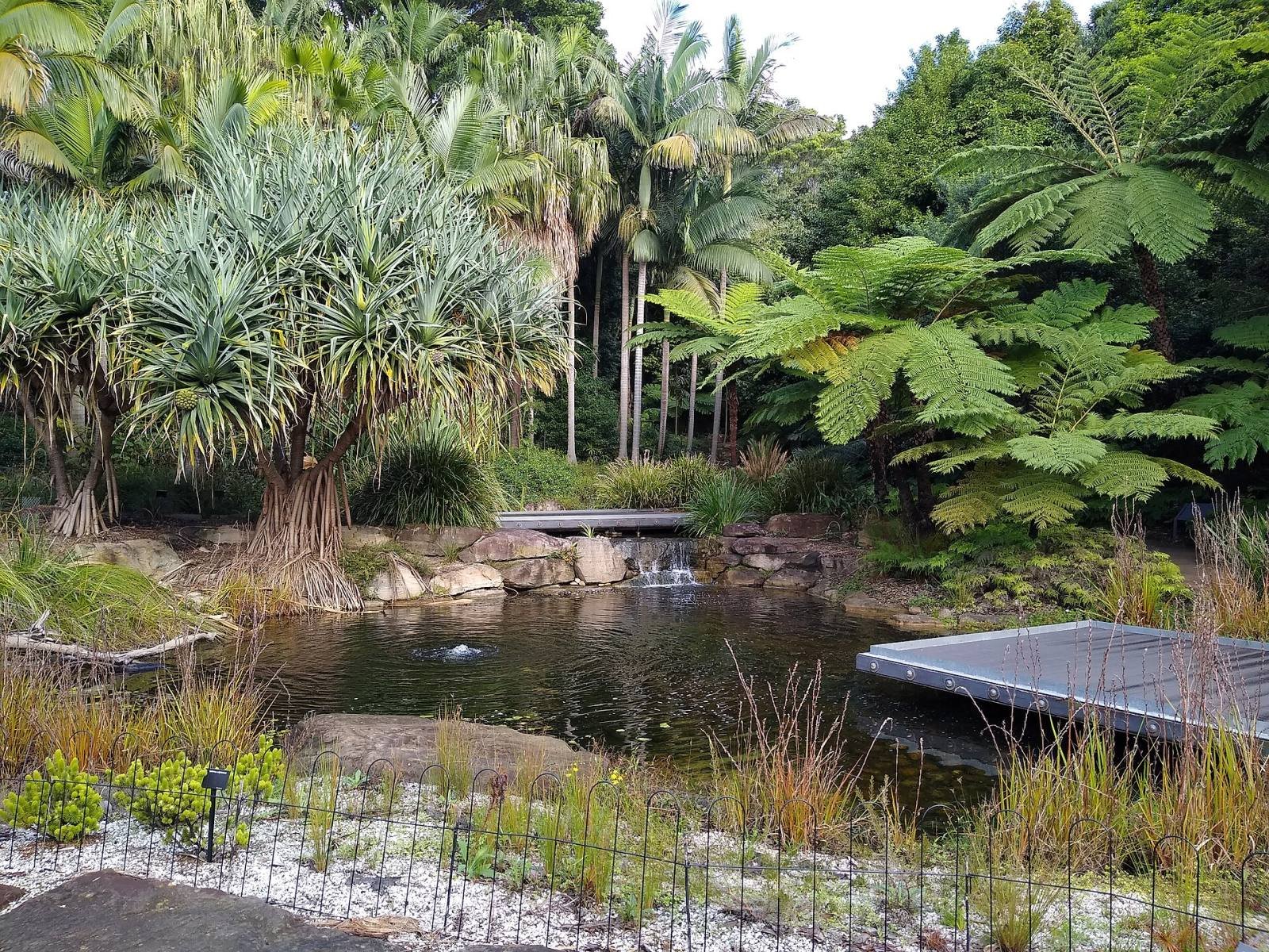 A pond surrounded by palms, tree ferns and native plants at the Australian Botanic Garden Mount Annan