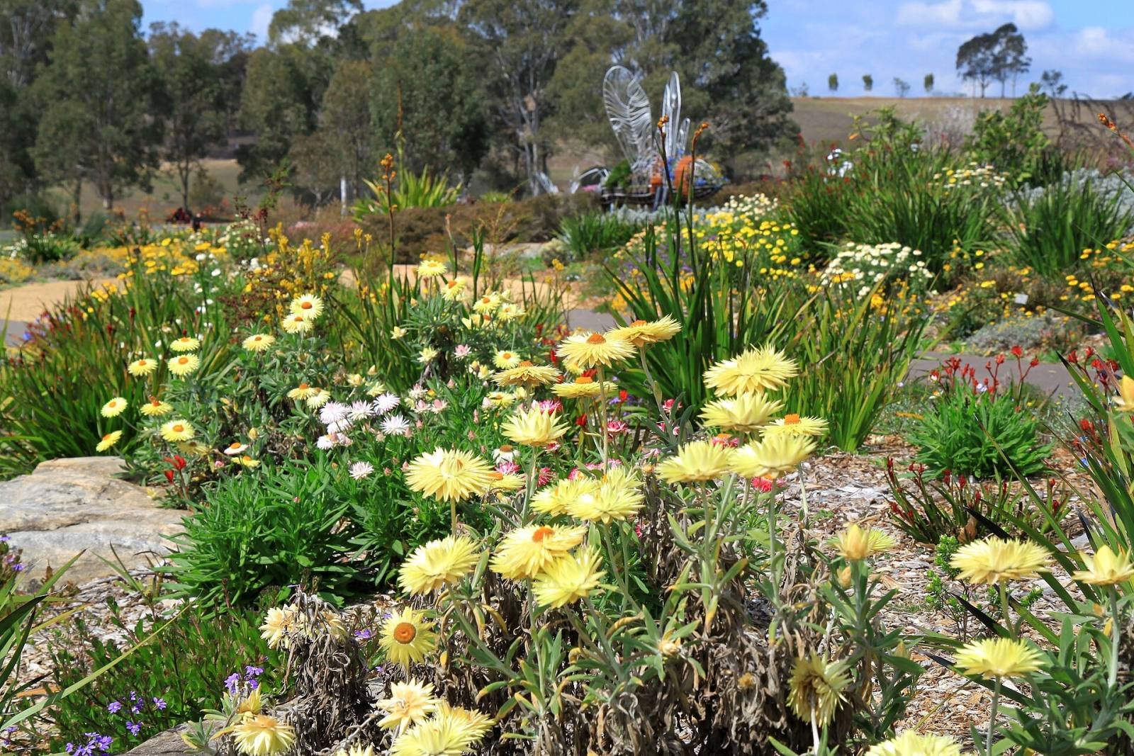 Yellow paper daisies and native flowers in a garden bed at the Australian Botanic Garden Mount Annan