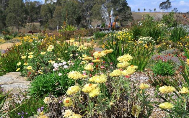 Yellow paper daisies and native flowers in a garden bed at the Australian Botanic Garden Mount Annan