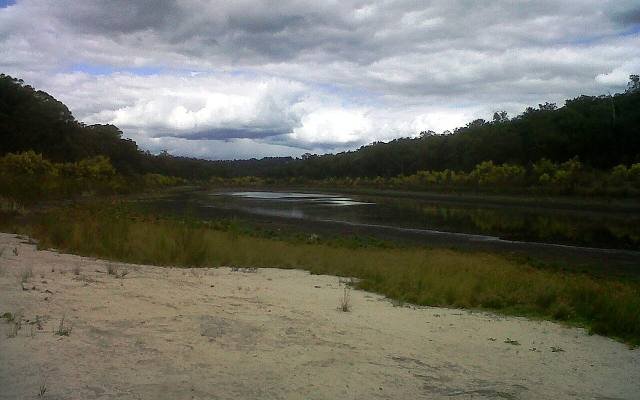 A quiet lake fringed with reeds and eucalyptus forest in Thirlmere Lakes National Park