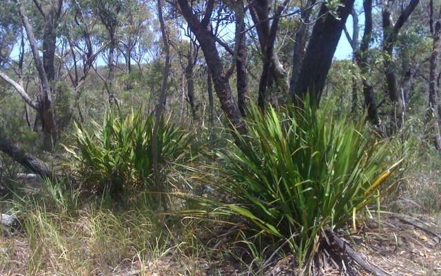 Gymea lilies and eucalyptus trees in sandstone bushland in the Dharawal area