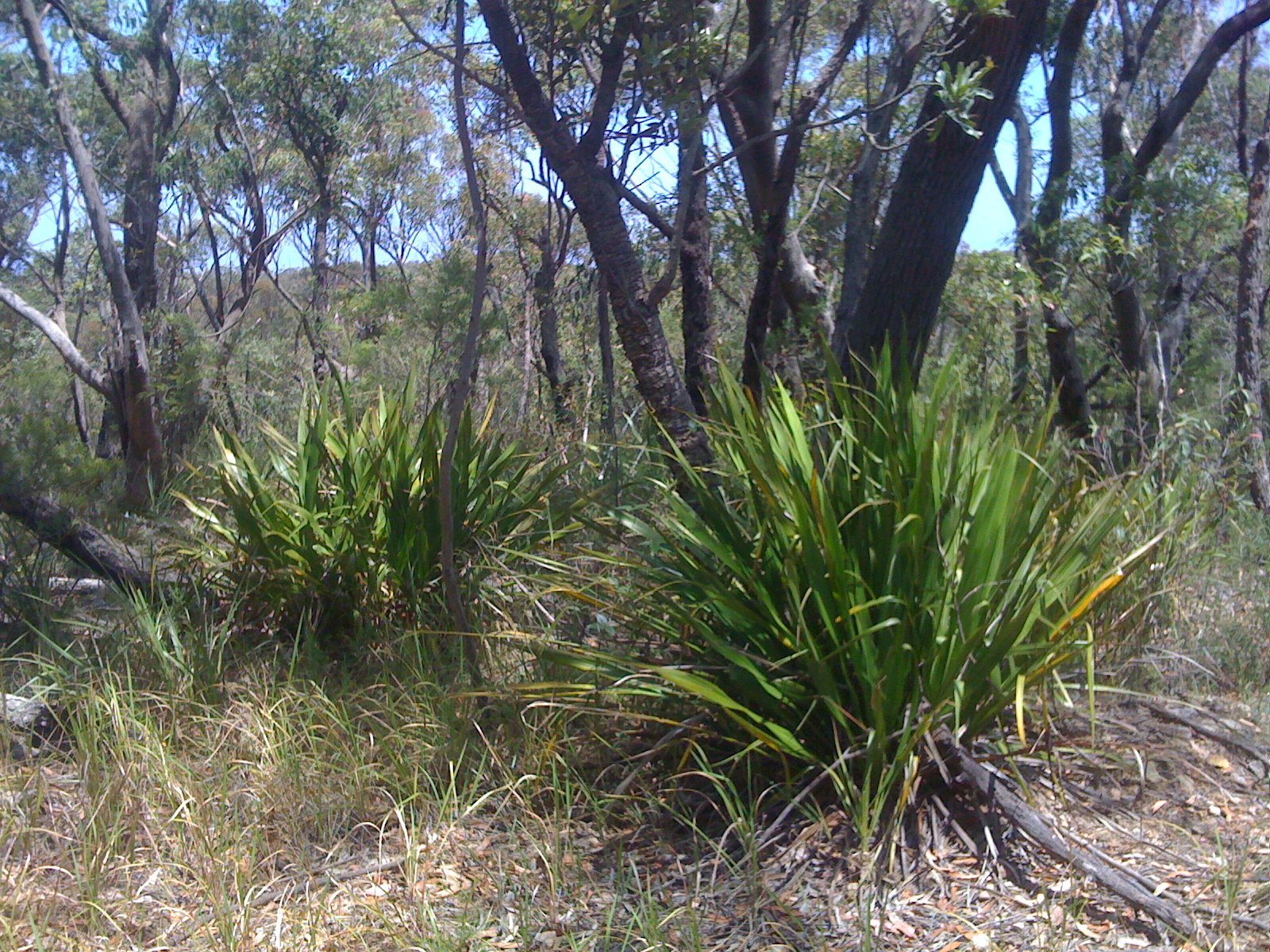 Gymea lilies and eucalyptus trees in sandstone bushland in the Dharawal area