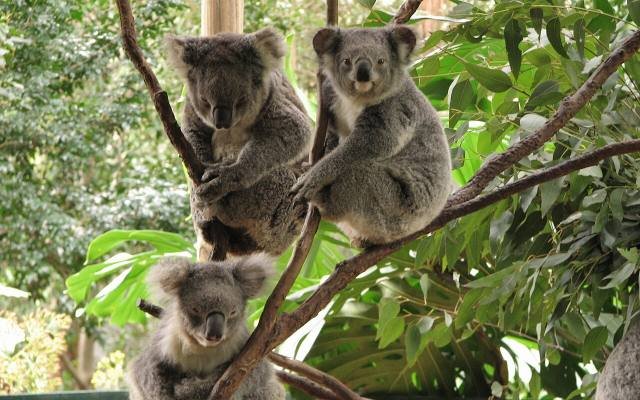 Three koalas resting together in the fork of a eucalyptus tree