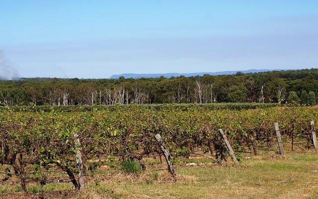 Rows of grapevines in a Hunter Valley vineyard below a line of trees